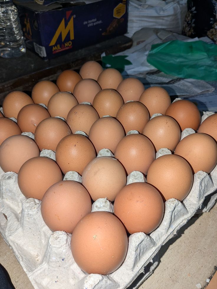 egg2