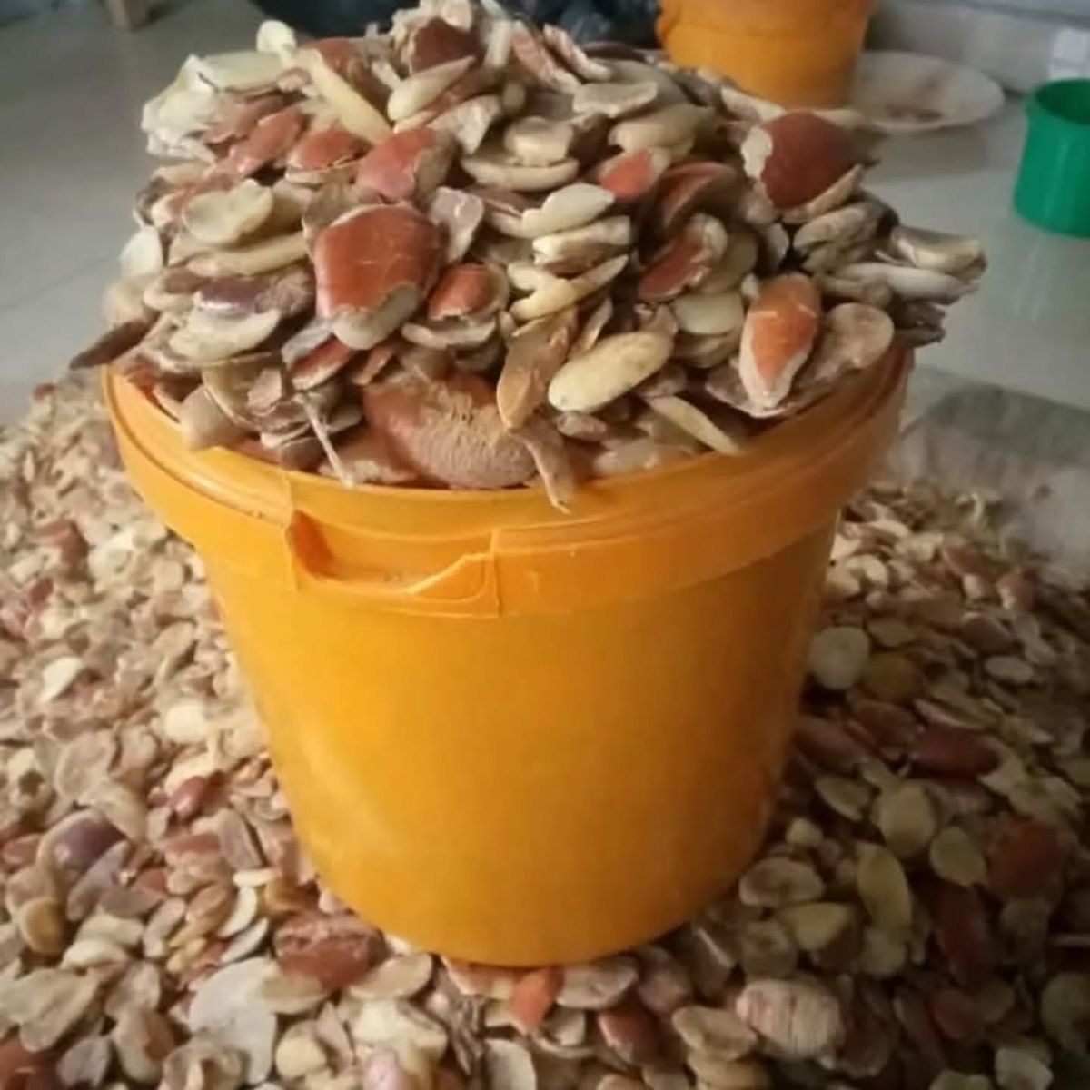 ogbono