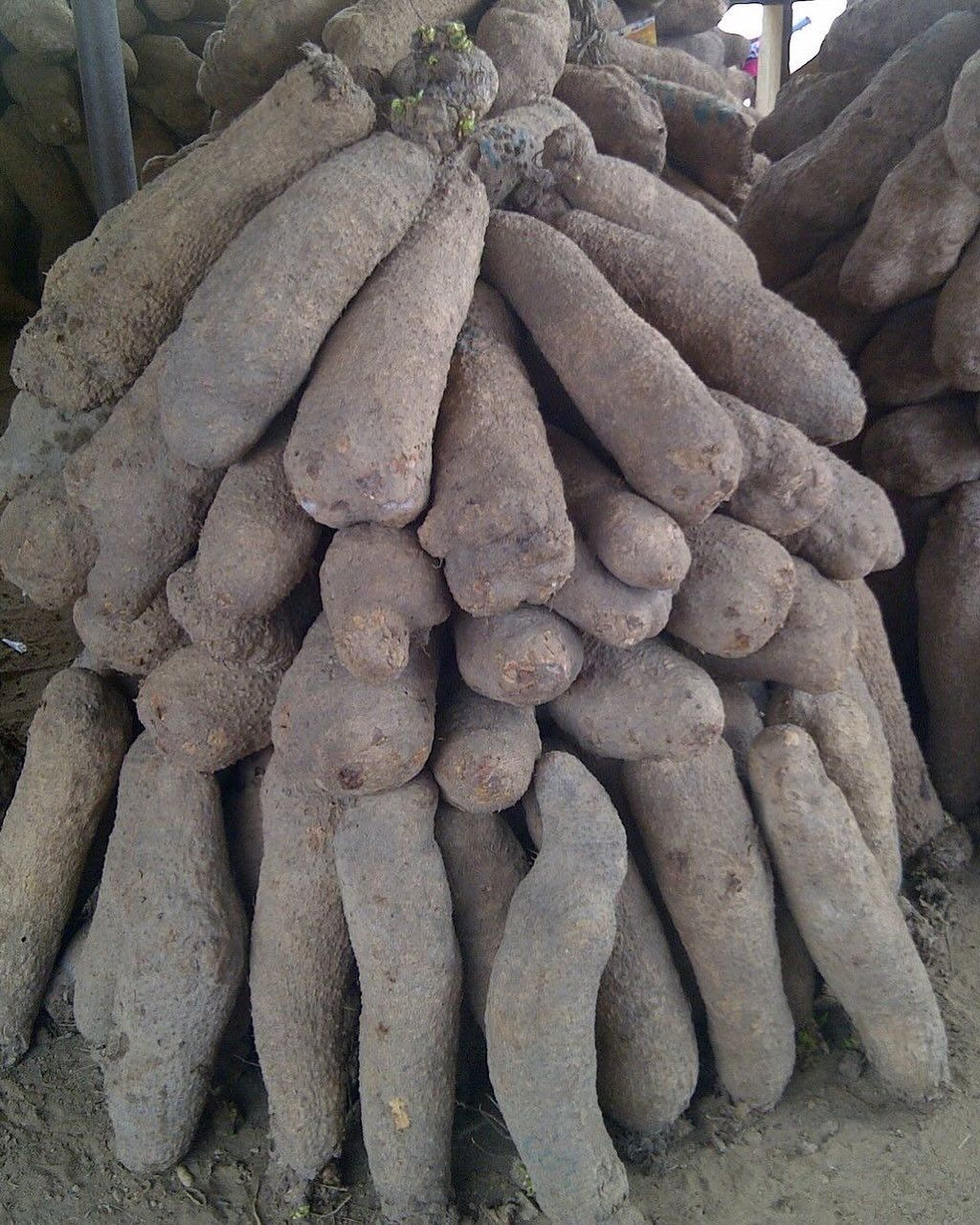 yams1